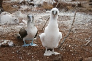 Blue footed Boobies - Nth Seymour, Galapagos