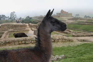 Alpacas and Incan ruins, Ingapirca