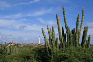 Columnar cacti, Aruba