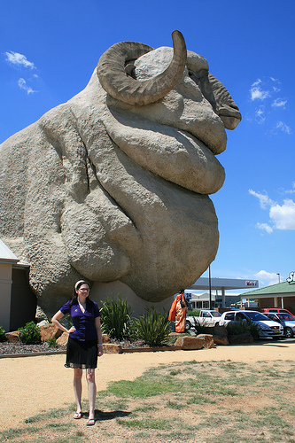 big merino