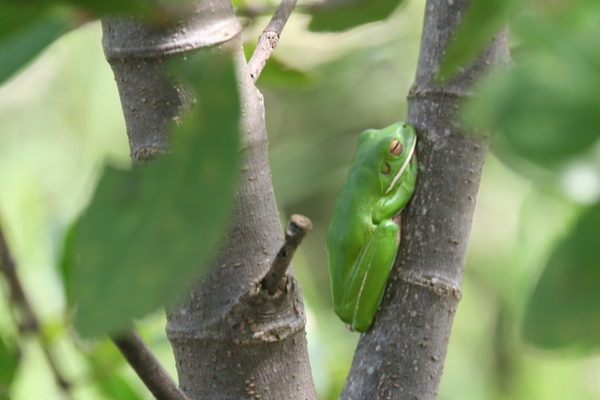 green tree frog