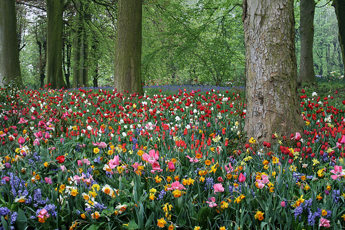 tulips