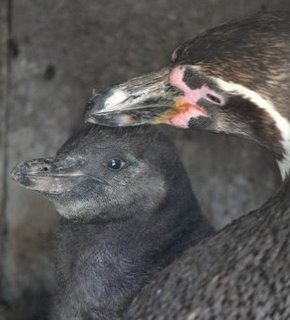 pinguin104