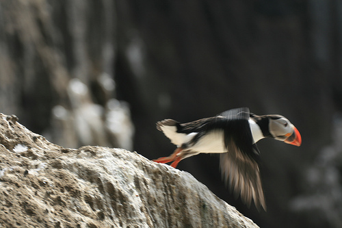 flight
