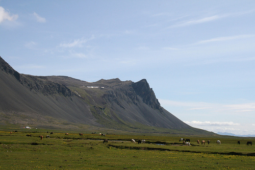 Icelandic horses