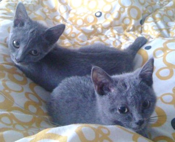 Little mint with her worried eyes, and clumsy Pepper with her big little paws