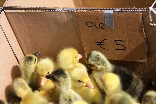 Only five euro each. So much cute.