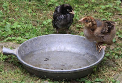Chirp chirp