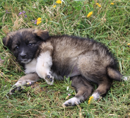 The cutest puppy in the Caucasus