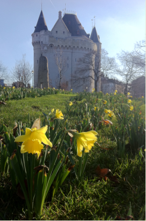 Jonquilles