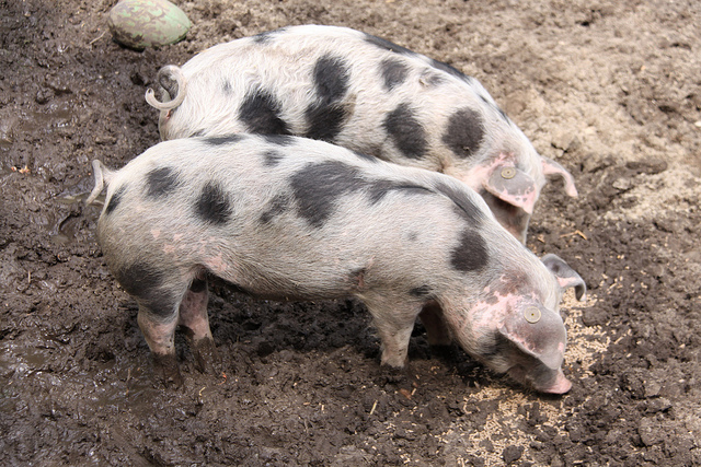 Such hungry noisy piglets