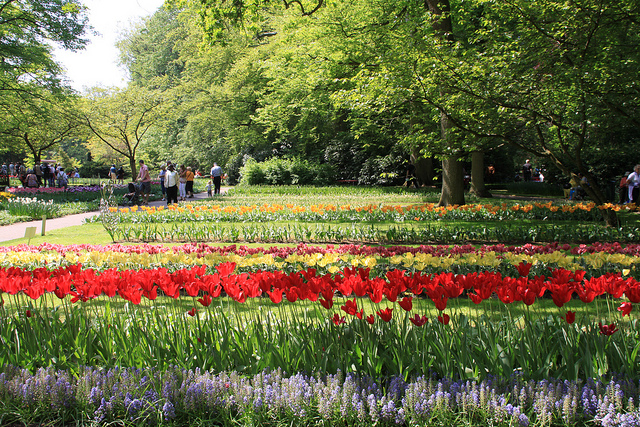 The Dutch sure know their tulips