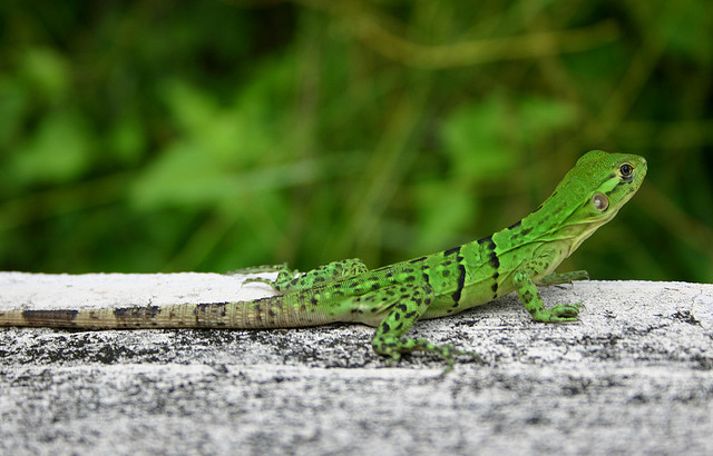 Lydia's imaginary iguana