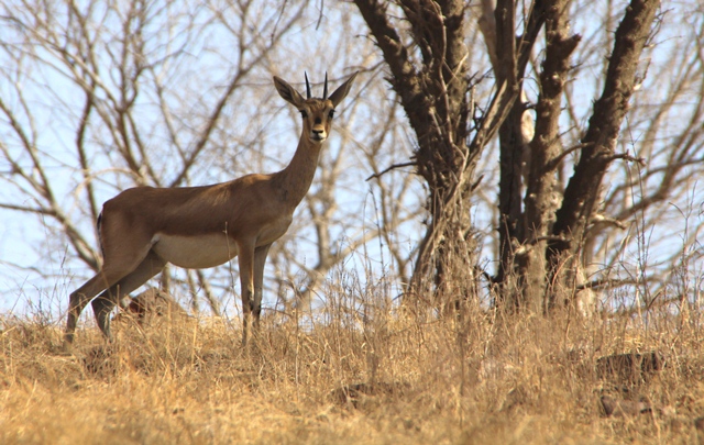 Curious gazelle