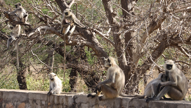 So many monkeys