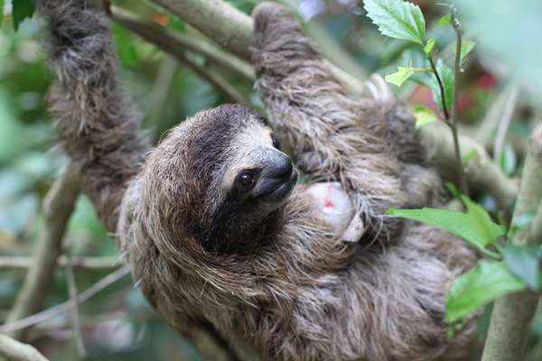 Orphan three-toed sloth