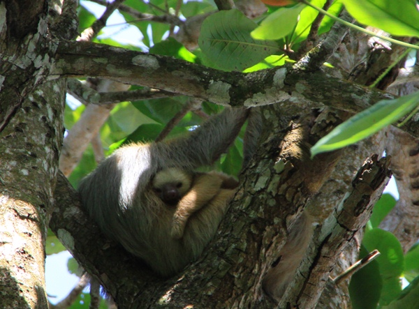 The babiest of all the sloths.