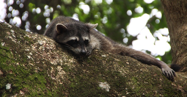 Sleepy Raccoon