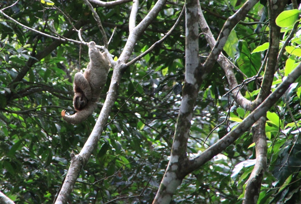 First wild two-toed sloth