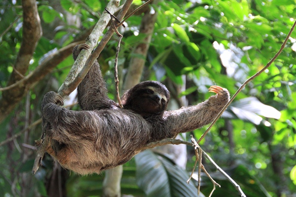 Hello, I am a sloth