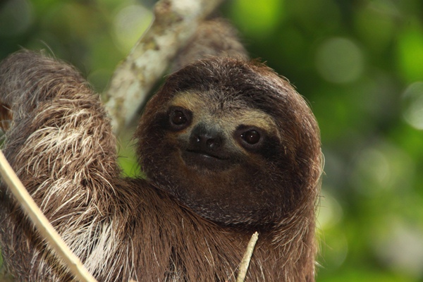 Slothling