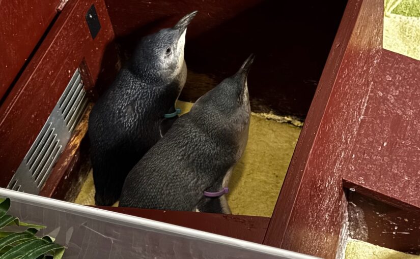 Christchurch, New Zealand